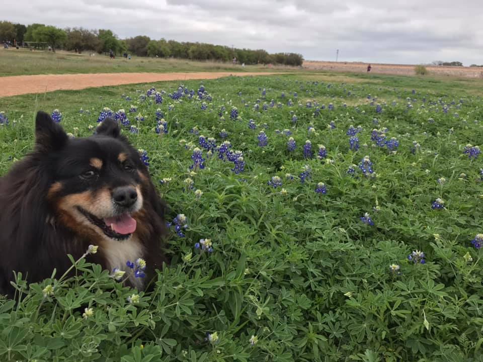 boots - Wellness Leadership boots the dog