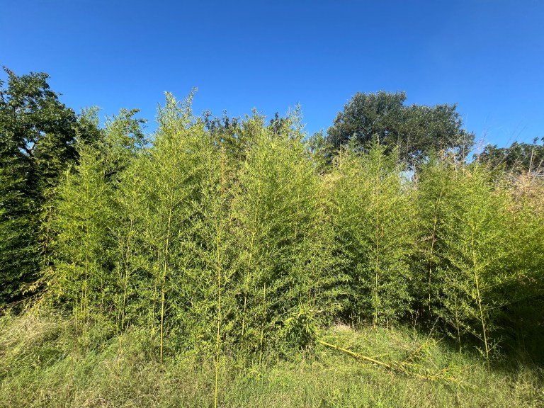 Bamboo patch