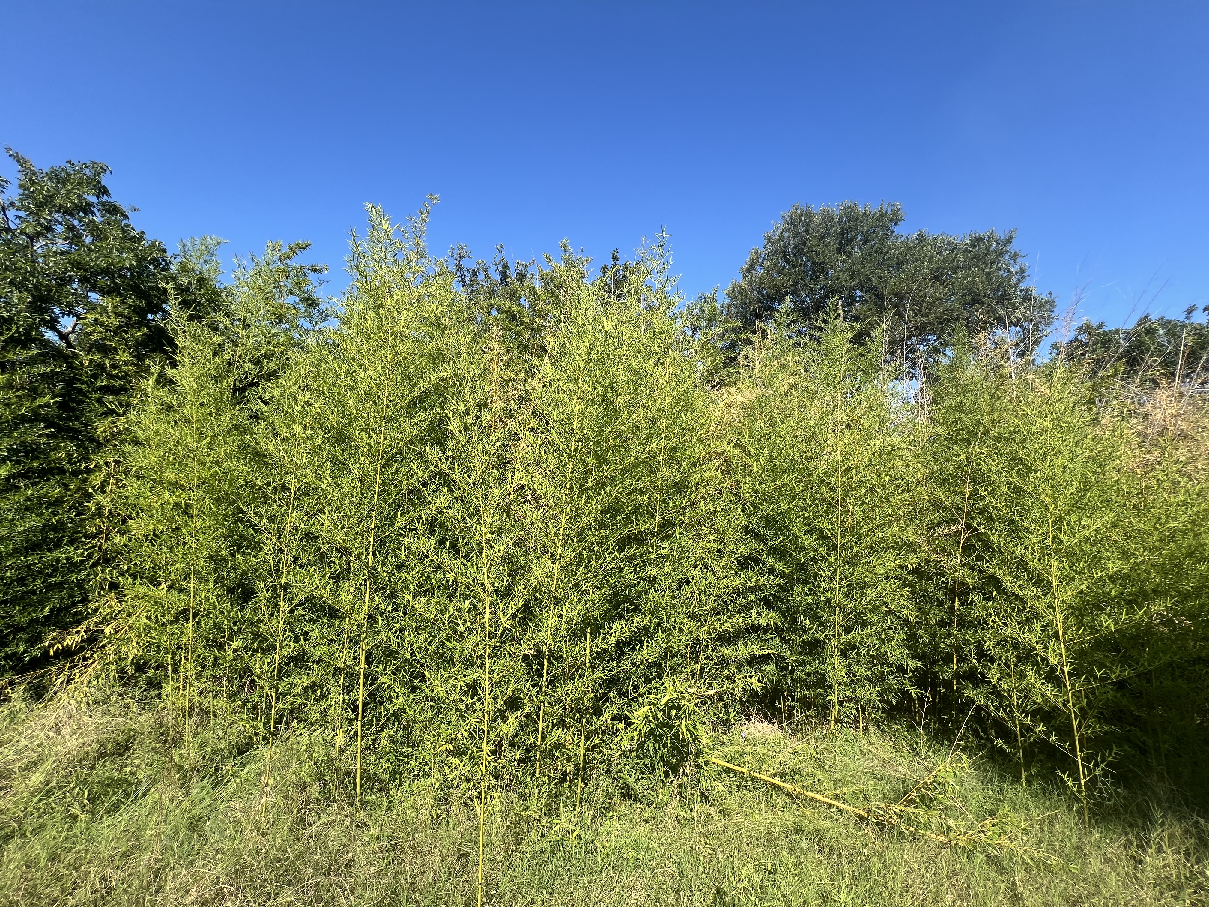 Bamboo Grove - Wellness Leadership Bamboo patch