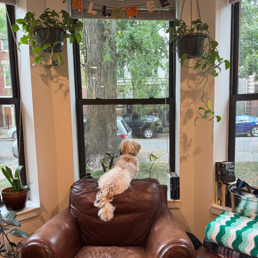 Dog Beau waiting - Wellness Leadership